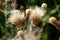 Seeds of Canada Thistle
