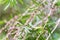 Seeds of the creek or weeping bottlebrush