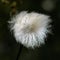 Seeds of  a dandelion , also blow ball called,   against a dark background- detail picture