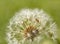 Seeds of dandelion ready to be blown away