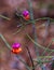 Seeds of Euonymus warty.