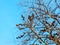 Seeds of Exochorda korolkowii in spring against a blue sky. Exochorda albertii is a shrub rose native to Asia