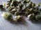 Seeds extracted from Boiled amla, indian gooseberry