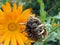 Seeds and flower of calendula close up