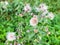 seeds and flowers of Creeping Thistle in summer