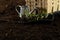 Seeds, gardener prepares the seedlings.Gardener sows seeds are watered and cares sown into pots of peat