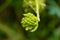 Seeds of giant sensitive plant or Mimosa diplotricha