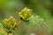 Seeds of giant sensitive plant or Mimosa diplotricha