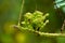 Seeds of giant sensitive plant or Mimosa diplotricha