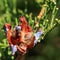 Seeds of a juniperus occidentalis (western juniper)