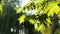 The Seeds And Leaves Of The Plane Tree