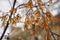 Seeds on maple branch in autumn park