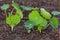 From seeds the nasturtium`s are growing