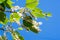 Seeds, Poplar fluff. This `fluff` is actually poplar seeds that are produced by the female trees of the species, but itâ€™s not th