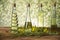 Seeds and rape flowers in bottles and carafes with rapeseed oil