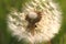 Seeds and Reflection of White Fluffy under Sunlight