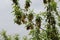 Seeds ripen on an American maple tree by the lake in summer