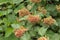 Seeds ripen on the bush. They decorate the park in summer