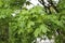 Seeds ripen on a maple tree