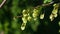 Seeds riping on branch of European white elm or Ulmus laevis, close-up, selective focus, shallow DOF