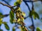 Seeds riping on branch of European white elm or Ulmus laevis, close-up, selective focus, shallow DOF