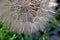 The seeds of a salsify with blue-purple flowers