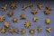 Seeds scattered star anise top view on slate