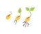 Seeds and seedlings. Germination of sprouts in doodle style. Hand drawn isolated vector illustration