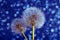 Seeds of Spring and Summer Flower of Dandelion on Blue Bokeh Background.