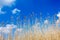 Seedy reed stalks and fluffy clouds