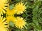 Seeing Double Yellow Dandelion Flower