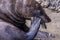 Seel cracking shell and eating a mussel