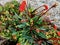 Seemannia sylvatica become ornamental houseplant