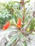 Seemannia sylvatica ornamental plant with a unique flower shape looks very beautiful