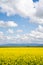 Seemingly endless field of yellow mustard plants in bloom in the Palouse region of Western Idaho. Negative space composition