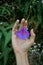 seen above the hand there is a purple flower