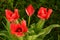 Seen of about several tulips. Bright red.
