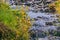 Seep monkey flower (Mimulus guttatus) blooming on the shores of a creek, North Table Mountain Ecological Reserve, Oroville,