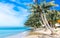 Seesaw on palm on caribbean beach