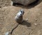 Seeting meerkat looks back. Suricat suricatta in Zoo.