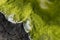 Seeweed and sea algae drying out in abstract patterns on the black basalt lava coast of Ponta do MistÃ©rio on ilha Terceira Island