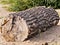 Segment of a tree trunk clearly visible cut surface, as driftwood, stranded, wood torn, has long lain in the water, blurred backgr