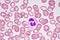 Segmented neutrophil cell in human blood smear