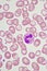 Segmented neutrophil cell in human blood smear