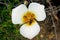 Sego Lily flower, Calochortus nuttallii