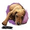 Segugio Italiano Italian breed of dog digital art. Isolated watercolor pet portrait of purebred domesticated animal