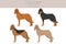 Segugio Italiano rough haired clipart. Different poses, coat colors set