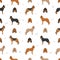 Segugio Italiano rough haired seamless pattern. Different poses, coat colors set