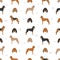 Segugio Italiano short haired seamless pattern. Different poses, coat colors set