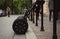 Segway in the street